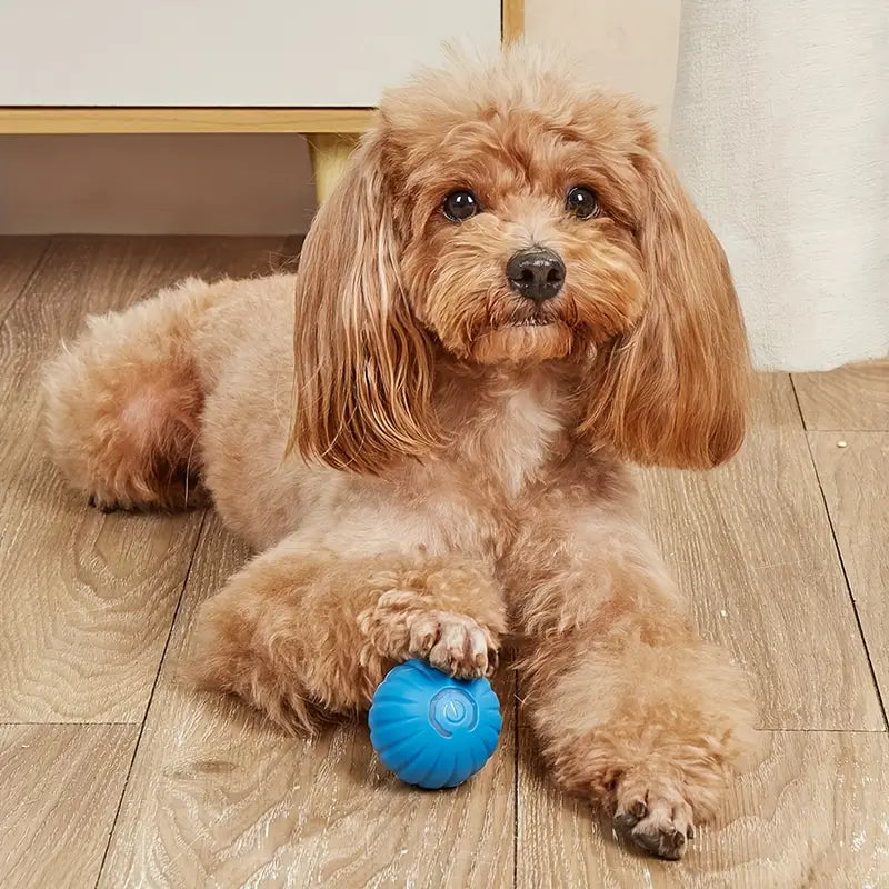 Automatic Rolling Ball Dog Toy